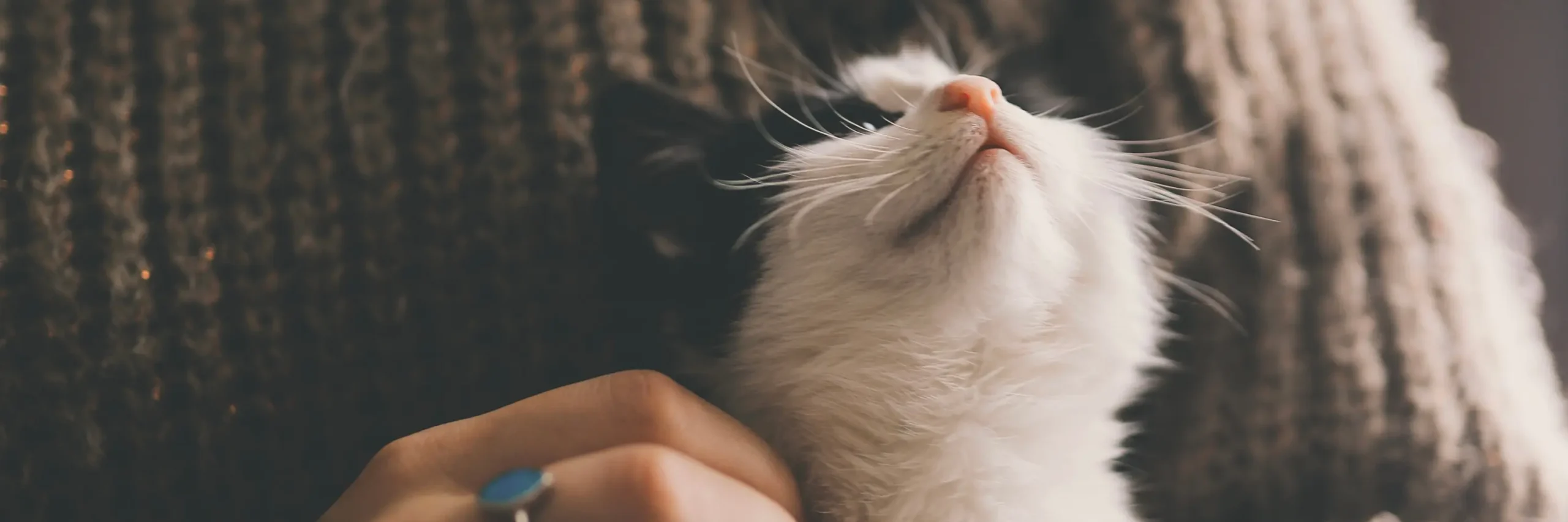 piesel dla zwierząt, czyli nowy i płatny obowiązek dla właścicieli psów i kotów