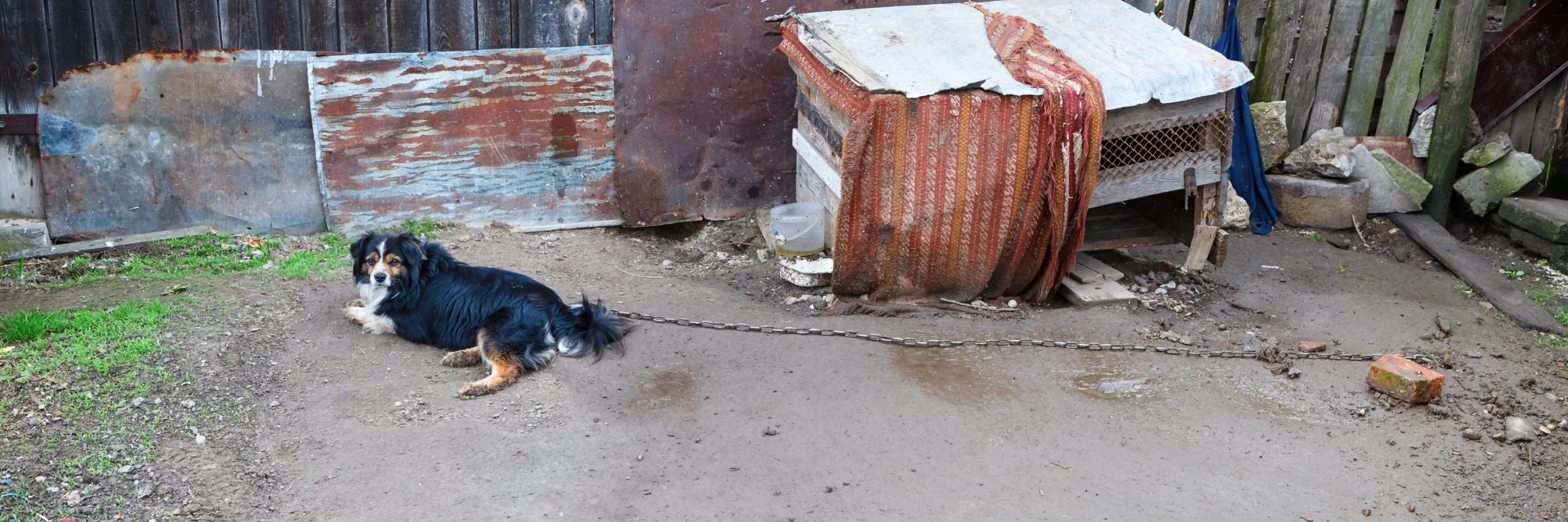 przełom w ochronie zwierząt. sejm uchwalił przepisy zakazujące trzymania psów na uwięzi