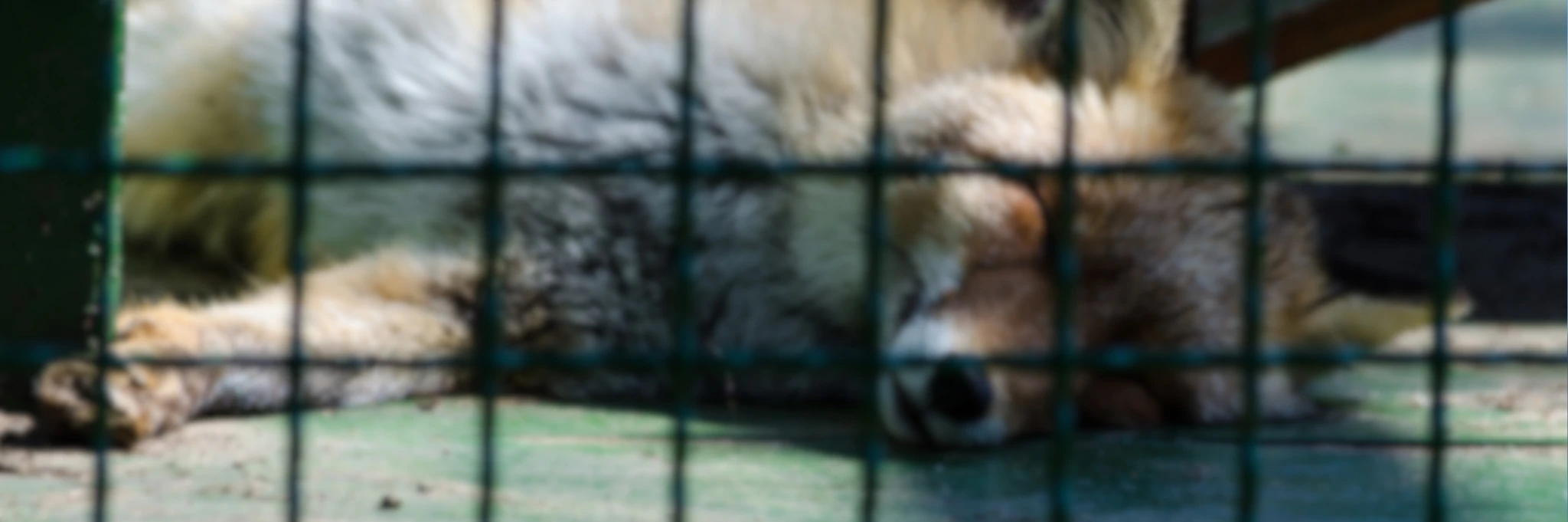 sejm przegłosował zakaz hodowli zwierząt na futra